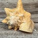 Vintage Large Conch Shell - Etsy