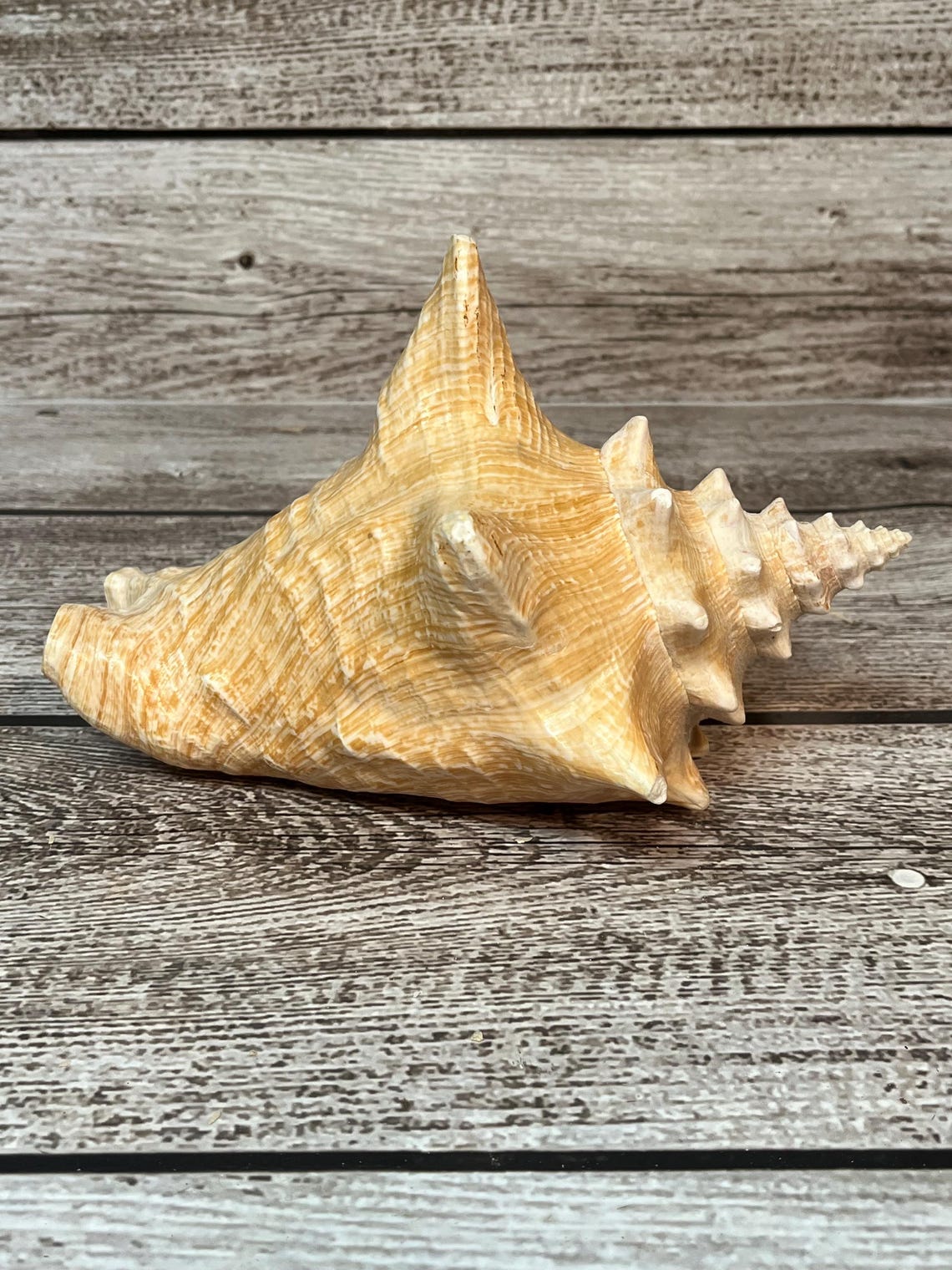 Vintage Large Conch Shell - Etsy