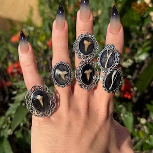 May include: Five silver-toned rings featuring oval settings with black, glittery resin backgrounds. Each ring contains a unique, light-colored fossilized tooth or bone fragment embedded in the center, surrounded by an ornate, scalloped metal frame.