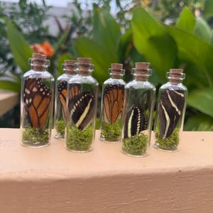 Ethically Sourced BUTTERFLY wing potion BOTTLES display oddities TAXIDERMY