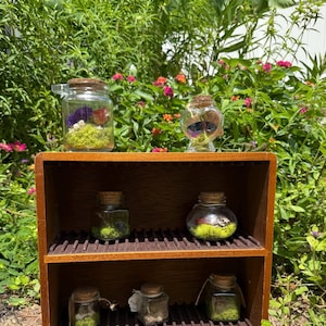May include: A wooden shelf unit displays several small glass jars with cork stoppers. The jars contain decorative elements like moss, dried flowers, and a butterfly. The shelf is set against a backdrop of lush green foliage and colorful flowers.