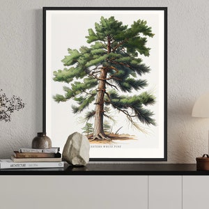 May include: A framed botanical illustration of an Eastern White Pine tree with green needles and a brown trunk. The illustration is on a white background with the text "Eastern White Pine" at the bottom.