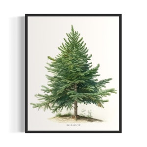 Balsam Fir Tree Art Print, Balsam Fir Tree Wall Art Poster