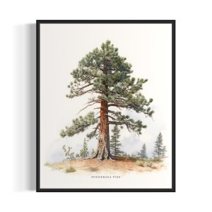 Ponderosa Pine Tree Art Print, Ponderosa Pine Tree Wall Art Poster