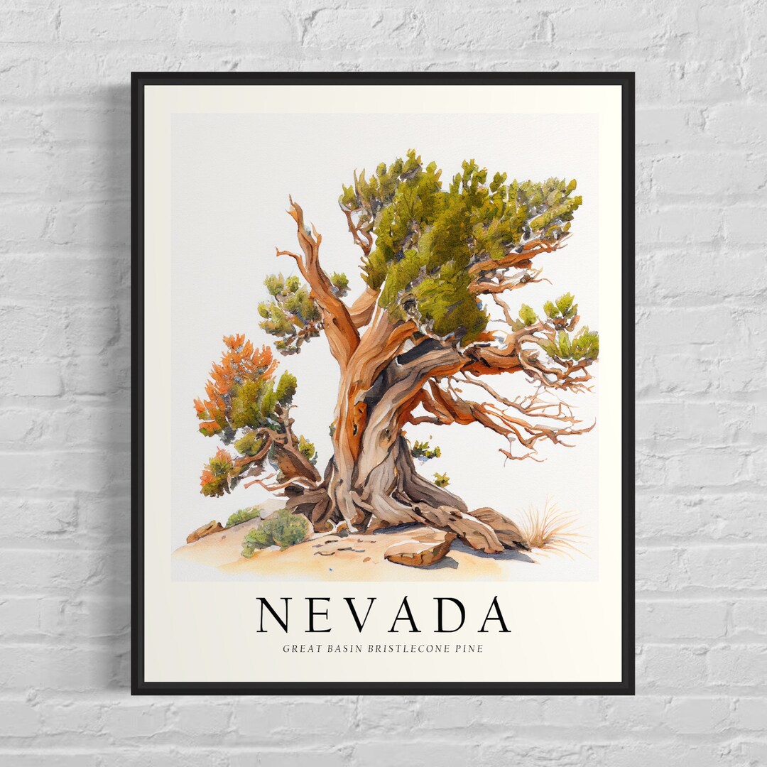 Nevada State Tree Art Print, Great Basin Bristlecone Pine Tree Wall Art