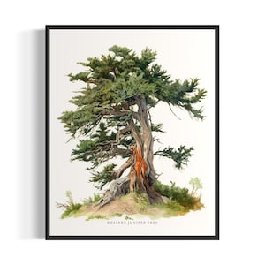 Può includere: Un dipinto ad acquerello di un albero di ginepro occidentale. L'albero ha un tronco spesso e rami con aghi verdi. L'albero è radicato in un piccolo cumulo di terra con erba verde e arbusti.