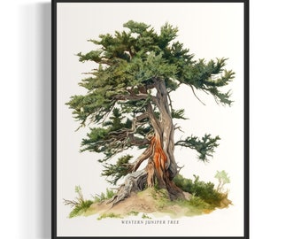 Könnte beinhalten: Ein Aquarellbild eines Western-Wacholders. Der Baum hat einen dicken Stamm und Äste mit grünen Nadeln. Der Baum ist in einem kleinen Erdhügel mit grünem Gras und Büschen verwurzelt.