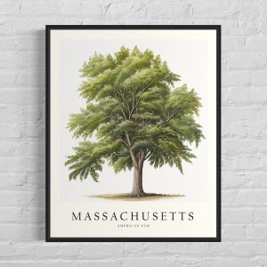 May include: A watercolor illustration of a green American Elm tree, with the text "MASSACHUSETTS AMERICAN ELM" below the tree.