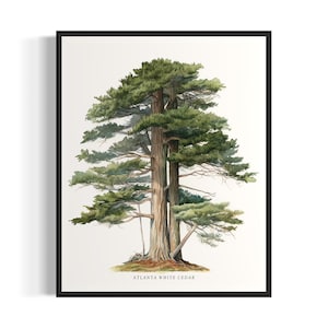 Atlanta White Cedar Tree Art Print, Atlanta White Cedar Tree Wall Art Poster