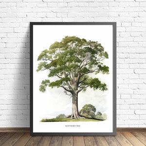 Hawthorn Tree Art Print, Hawthorn Tree Wall Art Poster