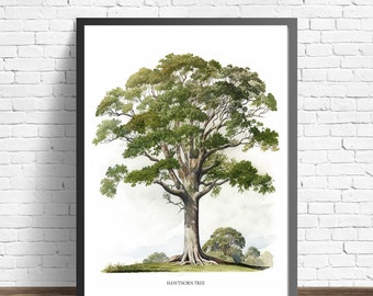 Hawthorn Tree Art Print, Hawthorn Tree Wall Art Poster