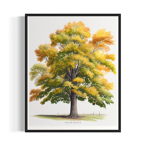 May include: A watercolour painting of a sugar maple tree with yellow and green leaves. The tree is depicted against a white background with the text "Sugar Maple" at the bottom.