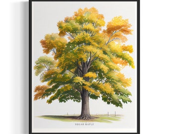 Sugar Maple Tree Art Print, Sugar Maple Tree Wall Art Poster
