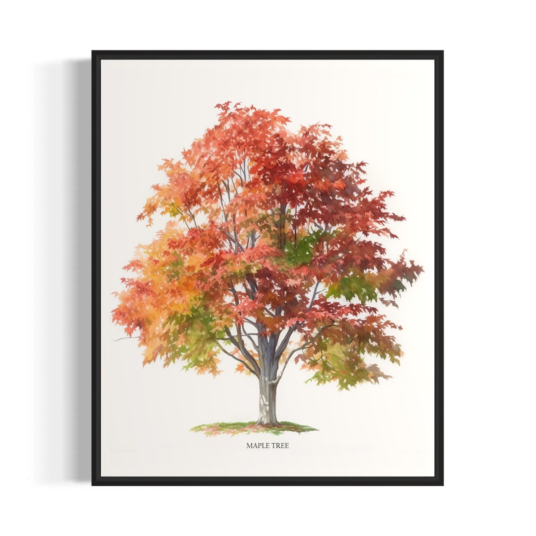 Maple Tree Art Print, Maple Tree Wall Art Poster Etsy