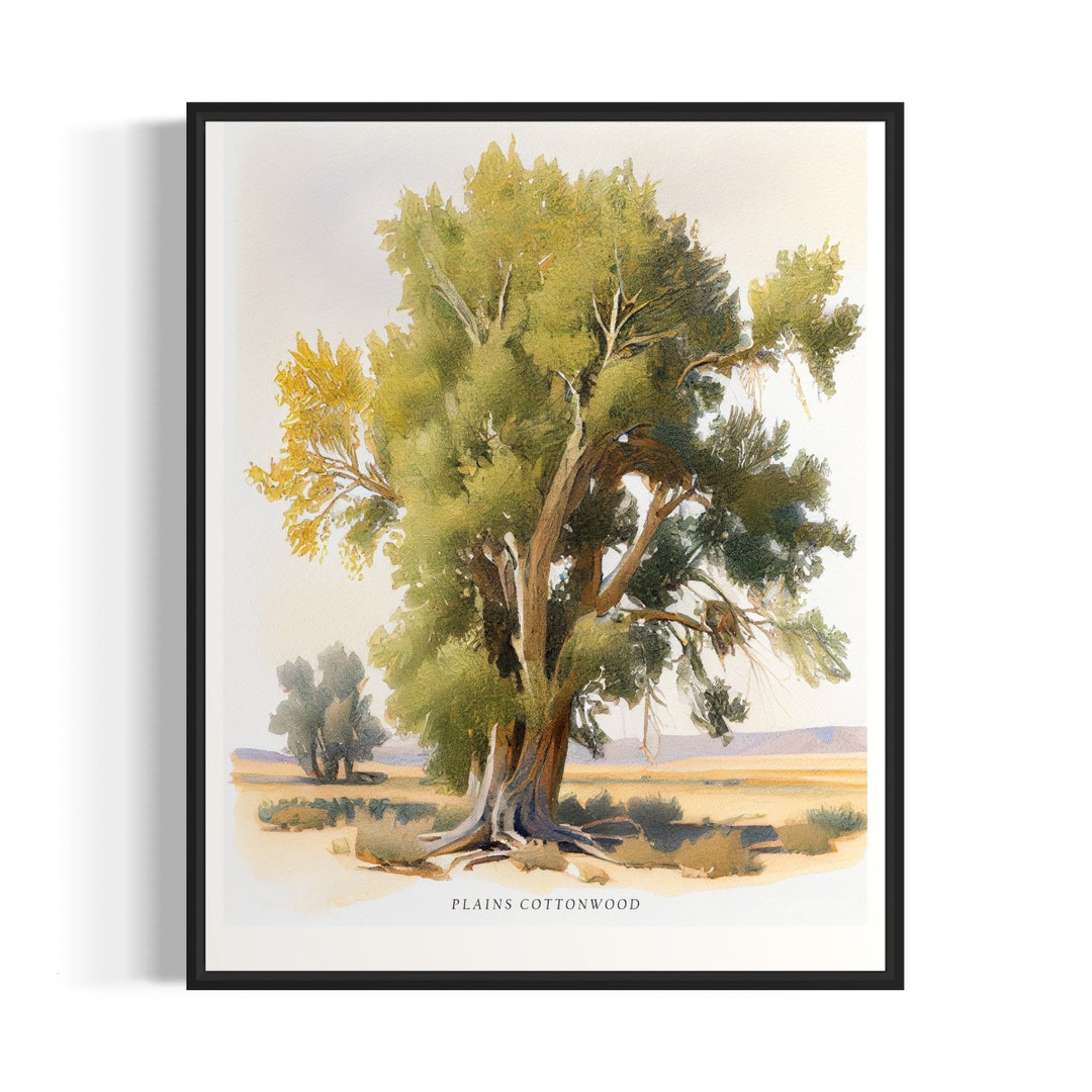 Plains Cottonwood Tree Art Print, Plains Cottonwood Tree Wall Art