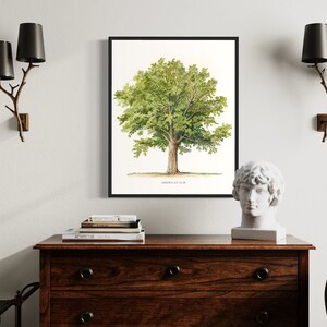 American Elm Tree Art Print, American Elm Tree Wall Art Poster - Etsy