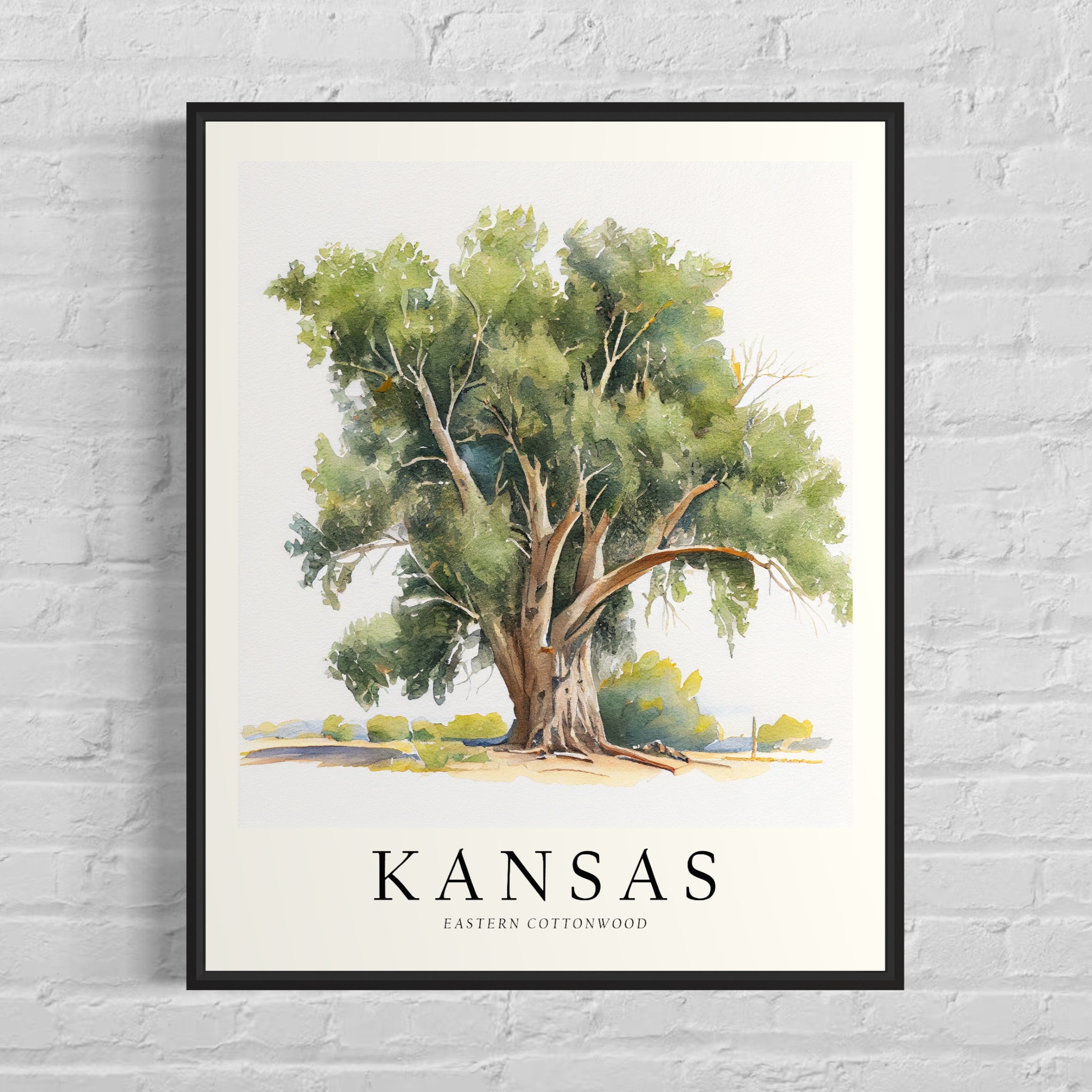 Kansas State Tree Amazon.com : Cottonwood Tree Seedlings For Planting
