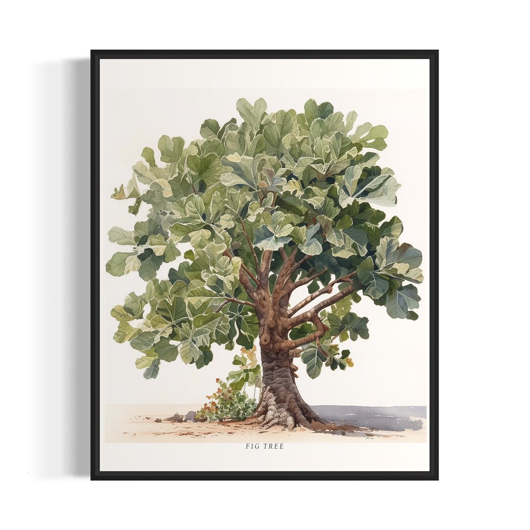 Fig Tree Art Print, Fig Tree Wall Art Poster Etsy