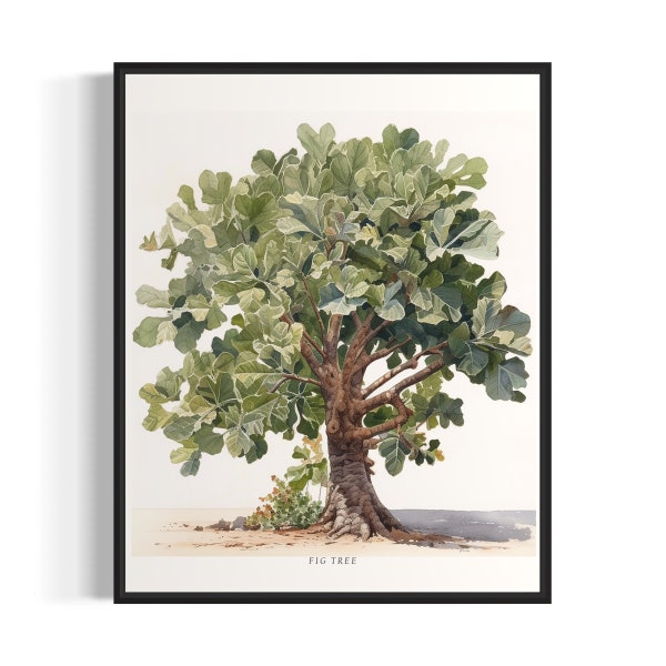 Fig Tree Art Print, Fig Tree Wall Art Poster