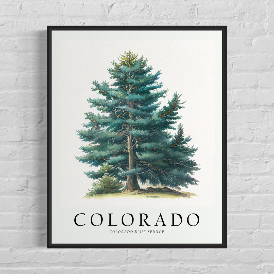Colorado State Tree Art Print, Blue Spruce Tree Wall Art, State Tree ...