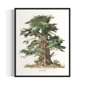 May include: A watercolor illustration of an Atlas Cedar tree. The tree has a thick trunk and a wide, spreading canopy of green needles. The tree is set against a white background. The text "ATLAS CEDAR" is printed below the tree.