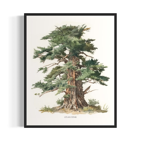 Atlas Cedar Tree Art Print, Atlas Cedar Tree Wall Art Poster