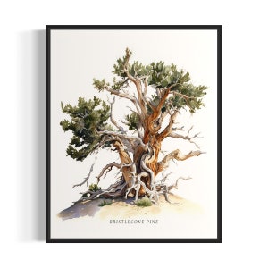 Bristlecone Pine Tree Art Print, Bristlecone Pine Tree muurkunstposter