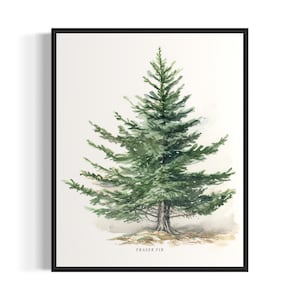Fraser Fir Tree Art Print, Fraser Fir Tree Wall Art Poster