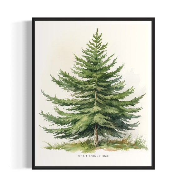 White Spruce Tree Art Print, White Spruce Tree Wall Art Poster