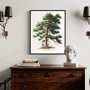 May include: A framed botanical illustration of a Eastern White Pine tree with a white background and black frame. The print is displayed on a wooden dresser with a bust of a man and two black lampshades on either side.