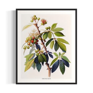 May include: A botanical illustration of an Ohio Buckeye tree branch with green leaves and red and green fruit. The illustration is on a white background with the text "Ohio Buckeye" at the bottom.