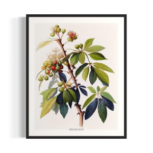 Ohio Buckeye Tree Art Print, Ohio Buckeye Tree Wall Art Poster