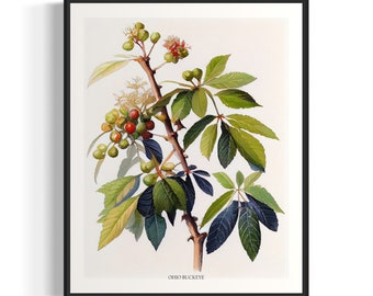 Ohio Buckeye Tree Art Print, Ohio Buckeye Tree Wall Art Poster