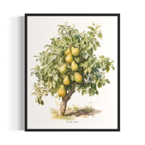 Pear Tree Art Print, Pear Tree Wall Art Poster