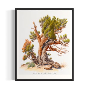Great Basin Bristlecone Pine Tree Art Print, Great Basin Bristlecone Pine Tree muurkunstposter