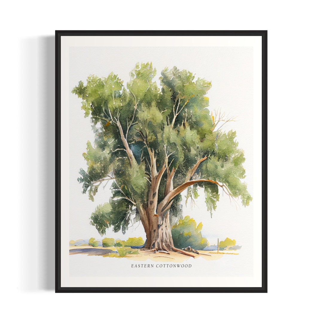 Eastern Cottonwood Tree Art Print, Eastern Cottonwood Tree Wall Art