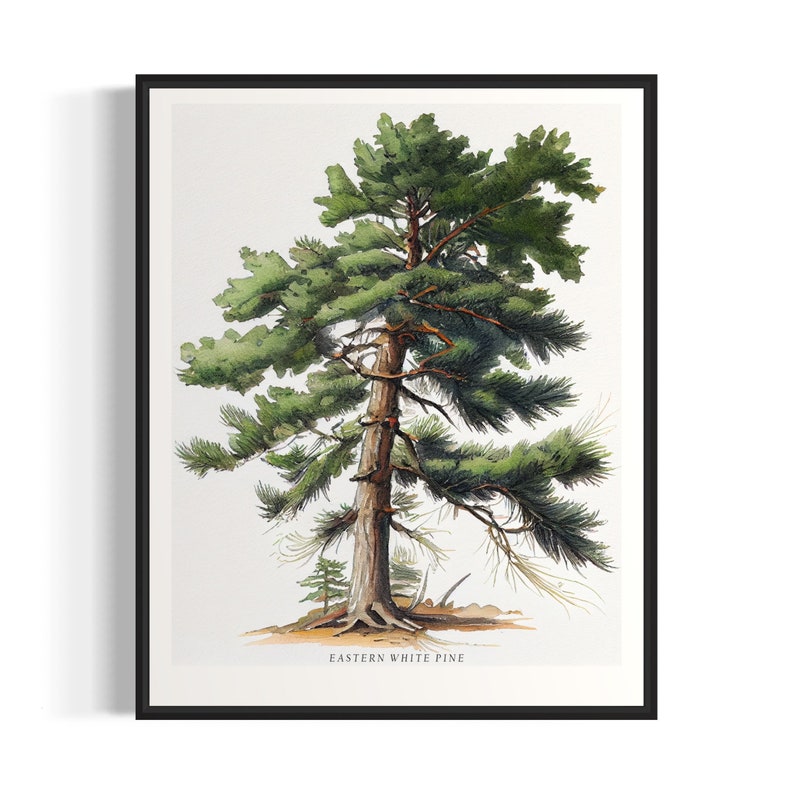 May include: A watercolor illustration of an Eastern White Pine tree with a brown trunk and green needles. The tree is depicted against a white background with the text "EASTERN WHITE PINE" at the bottom.