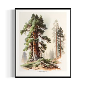 Giant Sequoia Tree Art Print, Giant Sequoia Tree Wall Art Poster