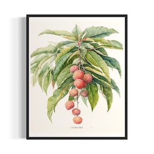 Lychee Tree Art Print, Lychee Tree Wall Art Poster