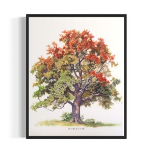 Scarlet Oak Tree Art Print, Scarlet Oak Tree Wall Art Poster