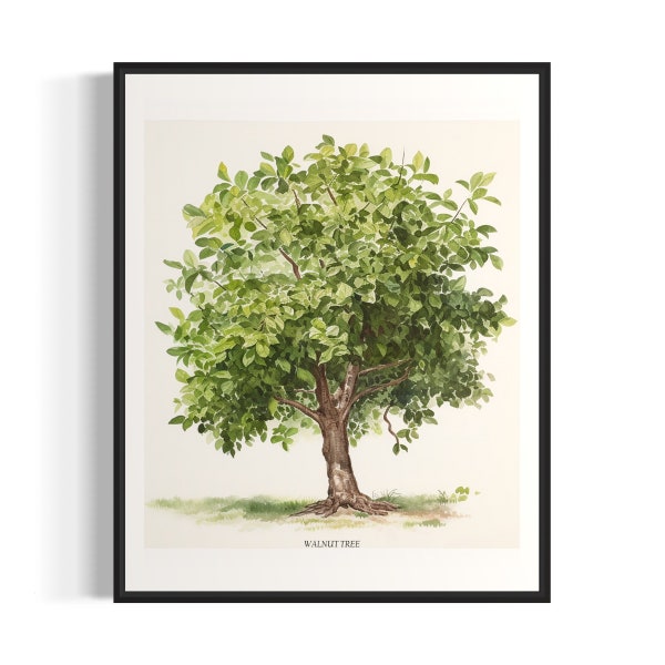 Walnut Tree Art Print, Walnut Tree Wall Art Poster