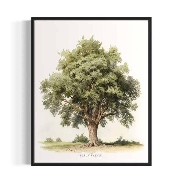 Black Walnut Tree Art Print, Black Walnut Tree Wall Art Poster