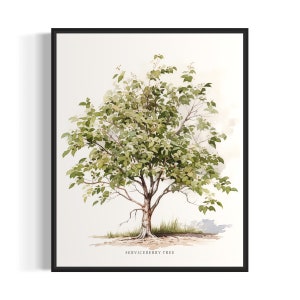 Serviceberry Tree Art Print, Serviceberry Tree Wall Art Poster