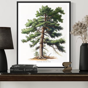 May include: A framed botanical illustration of an Eastern White Pine tree with green needles and a brown trunk. The illustration is on a white background and the frame is black. The illustration is on a table with a black lamp and a vase with dried flowers.