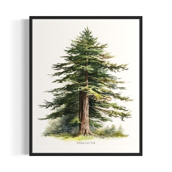 Douglas Fir Tree Art Print, Douglas Fir Tree Wall Art Poster