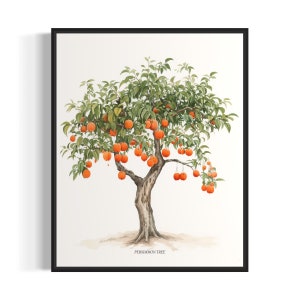 Persimmon Tree Art Print, Persimmon Tree Wall Art Poster