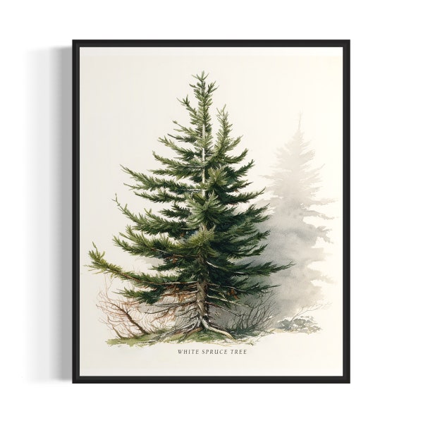 White Spruce Tree Art Print, White Spruce Tree Wall Art Poster