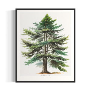 May include: A watercolor painting of a Douglas Fir tree with green needles and a brown trunk. The tree is set against a white background and the text "DOUGLAS FIR" is written below the tree.
