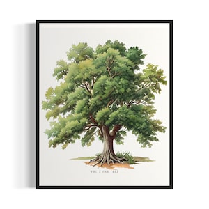 Weiße Eiche Kunstdruck, Weiße Eiche Wand Kunst Poster