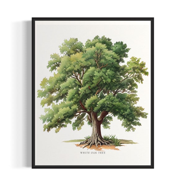 White Oak Tree Art Print, White Oak Tree Wall Art Poster